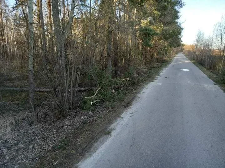 Drzewo było pochylone nad drogą , sytuacja wyglądała groźnie