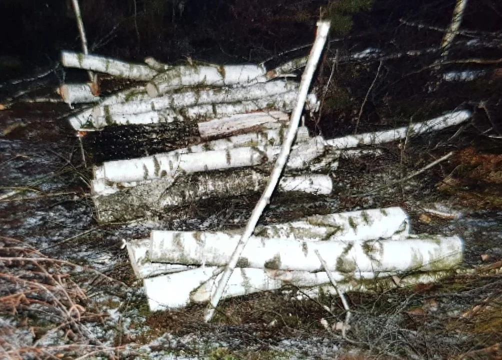Powiat puławski: Wycięli i ukradli drzewa z lasu - Zdjęcie główne