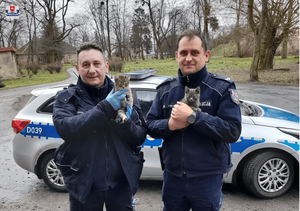 Powiat radzyński: Ktoś porzucił dwa koty na drodze. Uratowali je policjanci - Zdjęcie główne