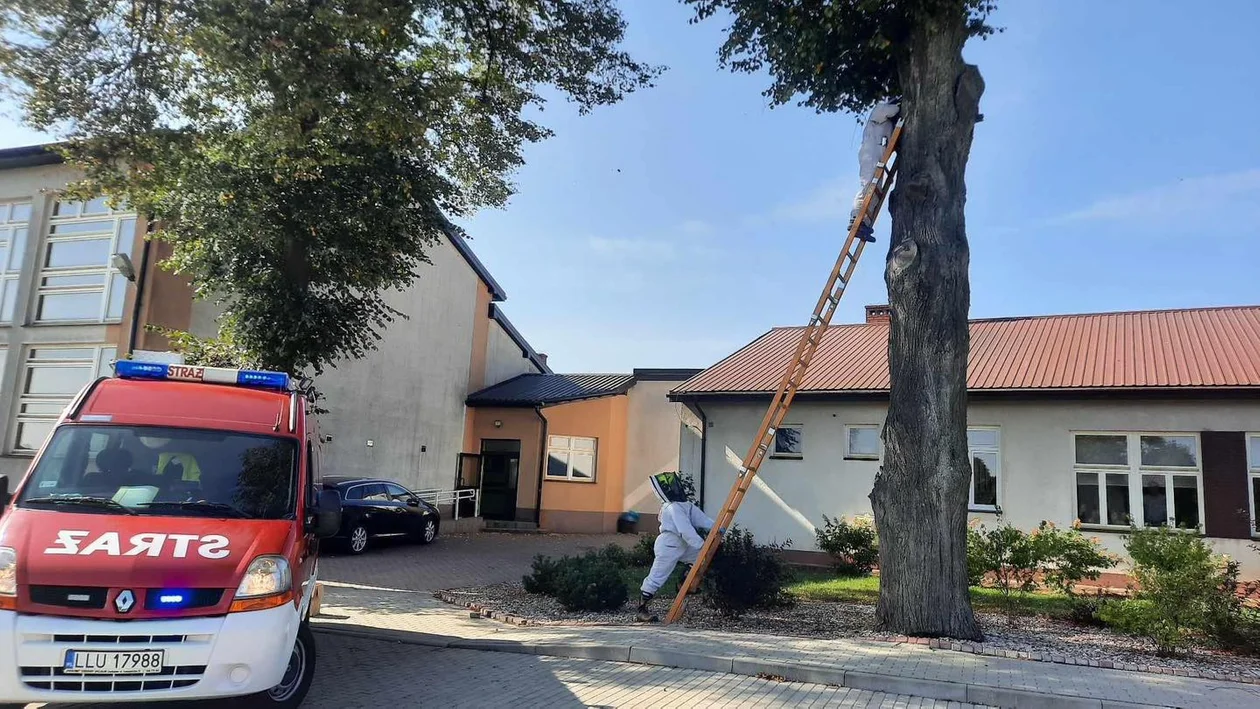 Gniazdo szerszeni przy szkole w Aleksandrowie. Usuwali je strażacy - Zdjęcie główne