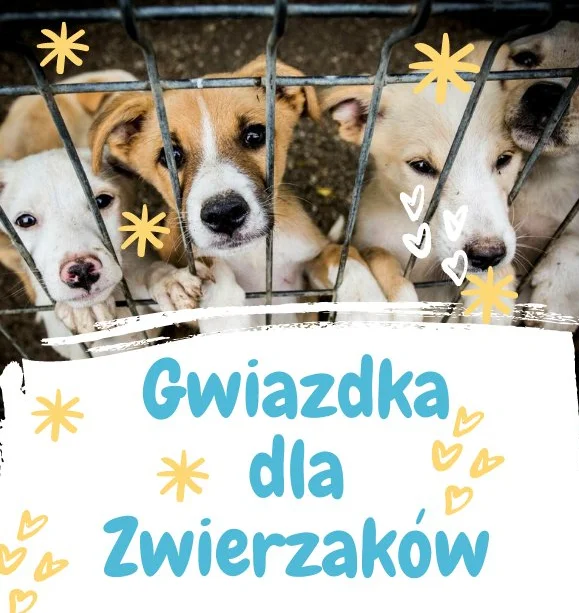 ŁUKÓW. „Gwiazdka dla Zwierzaków”- łukowska zbiórka darów dla schroniska   - Zdjęcie główne