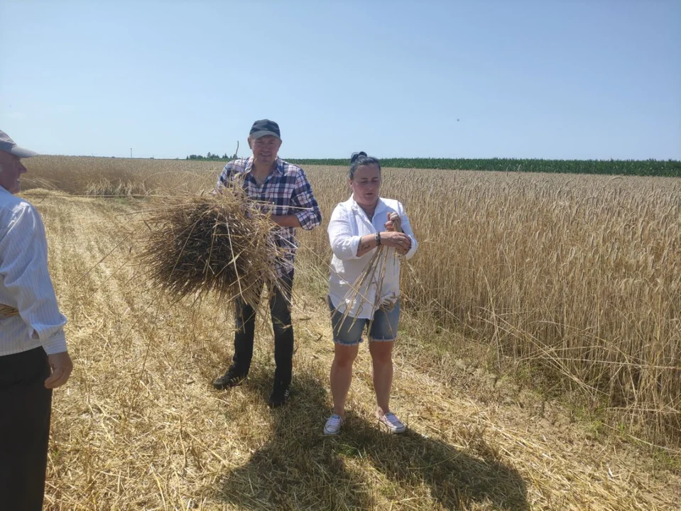 GMINA KRZYWDA W Fiukówce pokazali, jak dawnej wyglądały żniwa (FILM). Kosą i kosiarką. - Zdjęcie główne