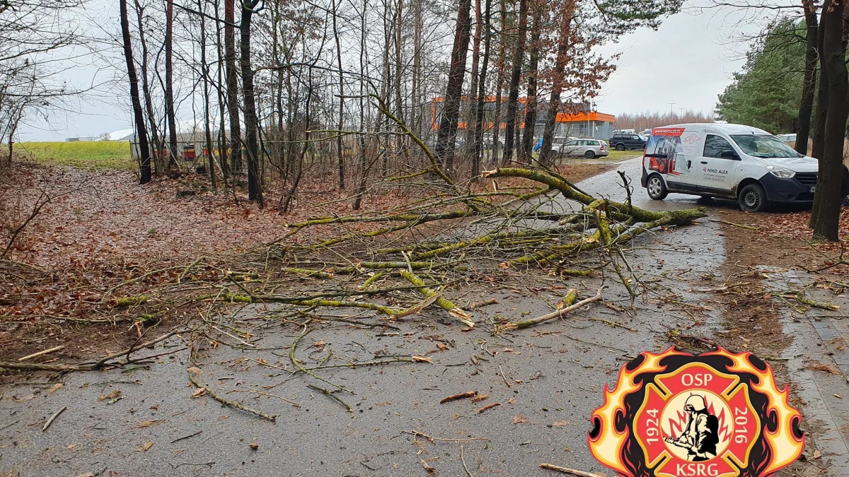 Powalony konar zablokował drogę w Gręzówce - Zdjęcie główne