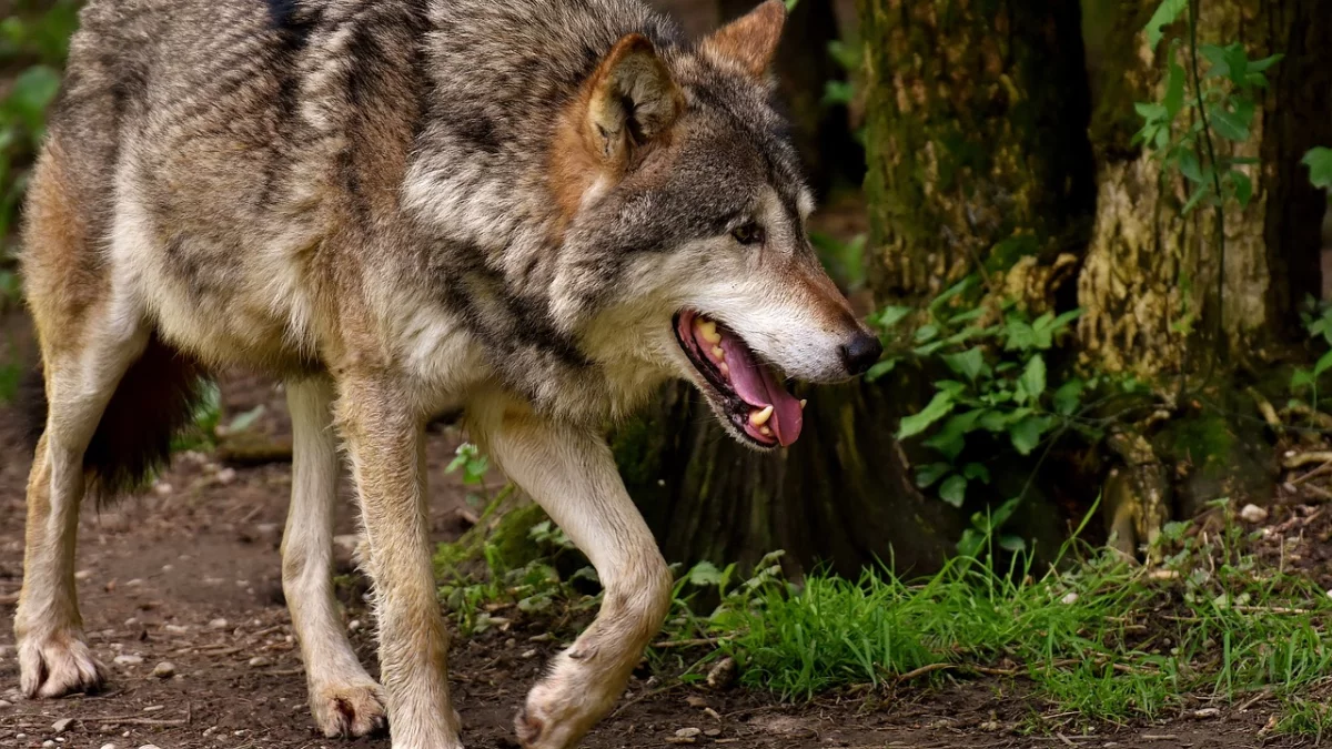 Pilny komunikat Starostwa Łukowskiego! Chodzi o ostatni atak wilków! - Zdjęcie główne