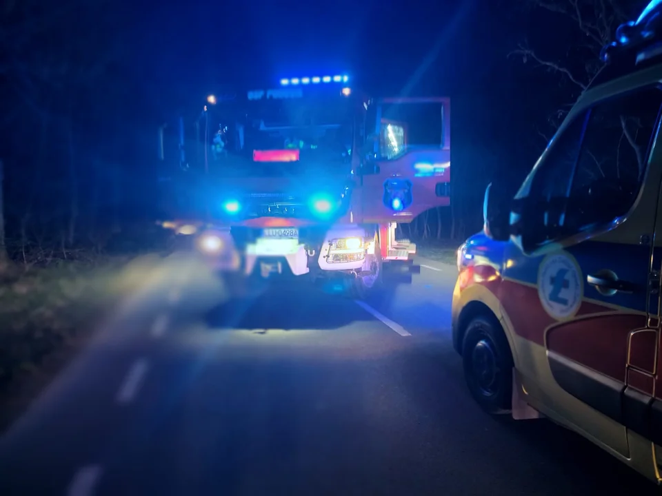 Zderzenia z sarną i łosiem na drogach w powiecie łukowskim. Zwierzęta nie przeżyły - Zdjęcie główne