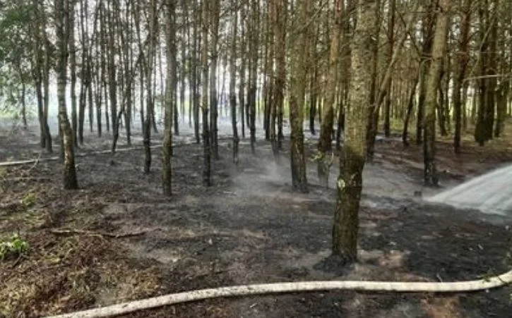 Pożar lasu niedaleko Łukowa. Na miejscu trzy zastępy straży - Zdjęcie główne