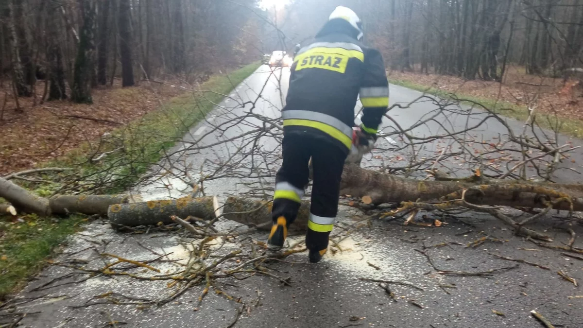 Po sygnale od ważnej osoby strażacy usunęli  pochylone drzewo. - Zdjęcie główne