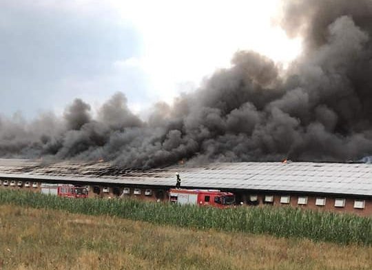 W Zofiborze płonął kurnik o długości 145 metrów. Straty ok.2,5 mln zł - Zdjęcie główne