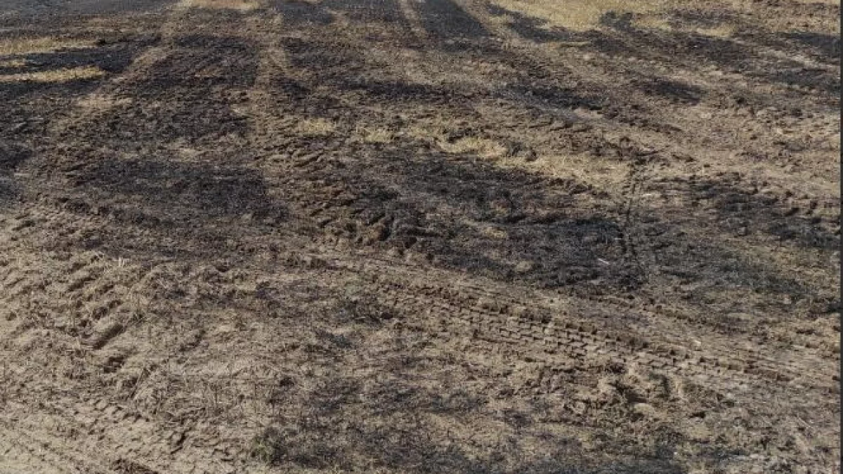 Paliło się rżysko w gminie Trzebieszów.  Zerwana linia energetyczna - Zdjęcie główne