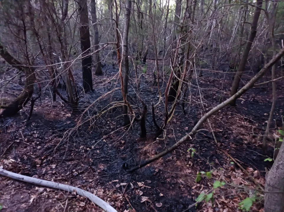 Ogromny pożar lasu w Strzyżewie. Spłonęło 8 hektarów lasu - Zdjęcie główne