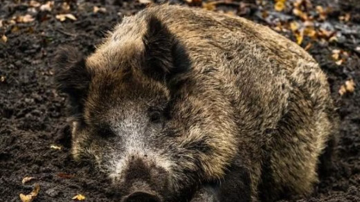 ASF potwierdzony u padłego dzika w naszym powiecie - Zdjęcie główne