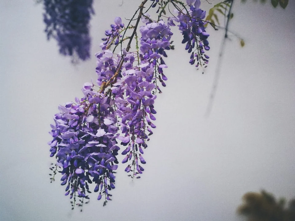 Wisteria – zjawiskowe pnącze w Twoim ogrodzie - Zdjęcie główne