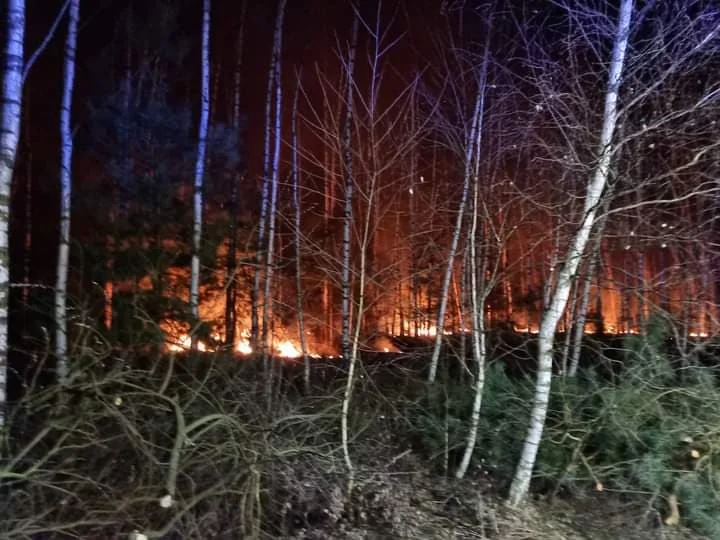 W nocy palił się las w Hordzieżce - Zdjęcie główne