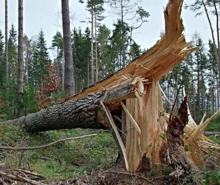Powiat łukowski: Orkan Otto uszkodził dach i powalił drzewa - Zdjęcie główne