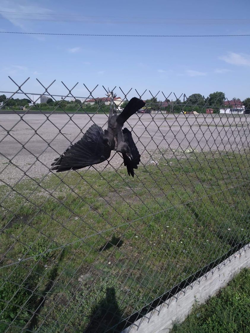 ŁUKÓW Bezbronny ptak przywiązany za szpony sznurkiem do siatki - Zdjęcie główne