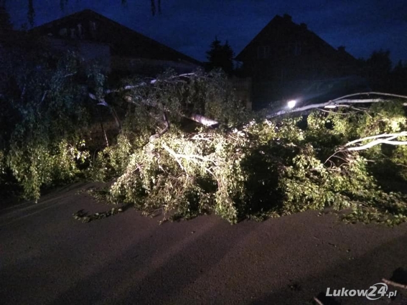 Strażacy usunęli powalone drzewo  - Zdjęcie główne