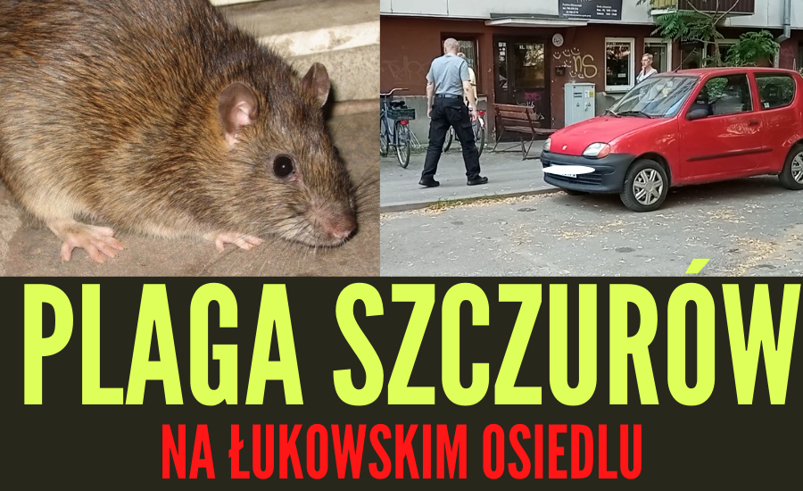 Plaga szczurów na łukowskim osiedlu (WIDEO) - Zdjęcie główne