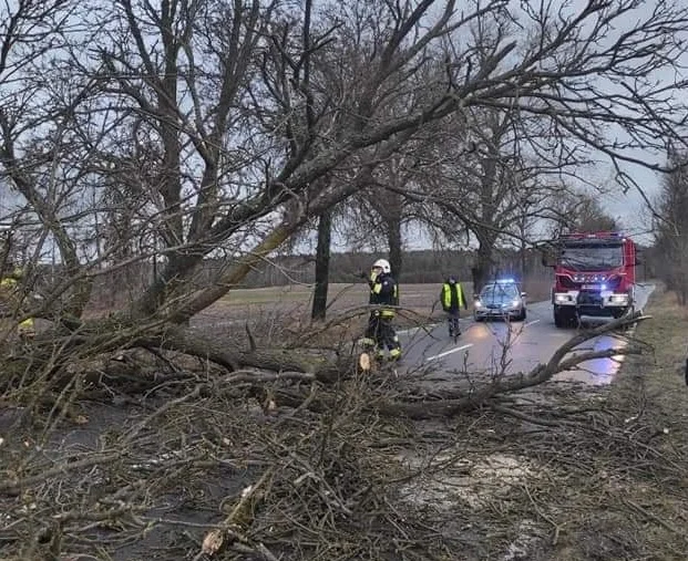 Wiatr przewrócił drzewo między Konorzatką a Władysławowem. - Zdjęcie główne