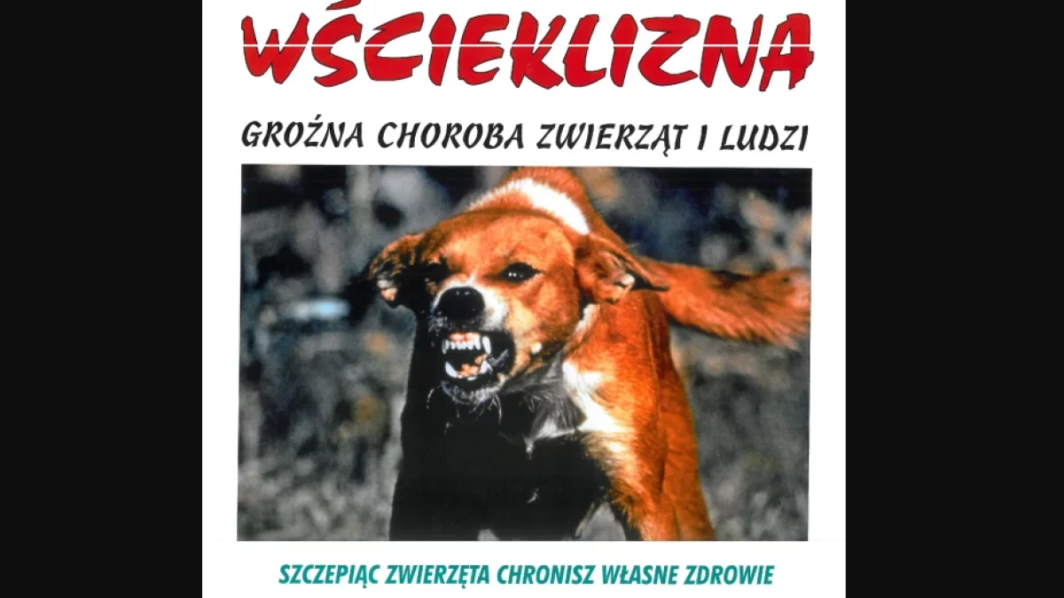 Ponad 7 tys. psów zaszczepiono  w ubiegłym roku na wściekliznę. A ile kotów? - Zdjęcie główne