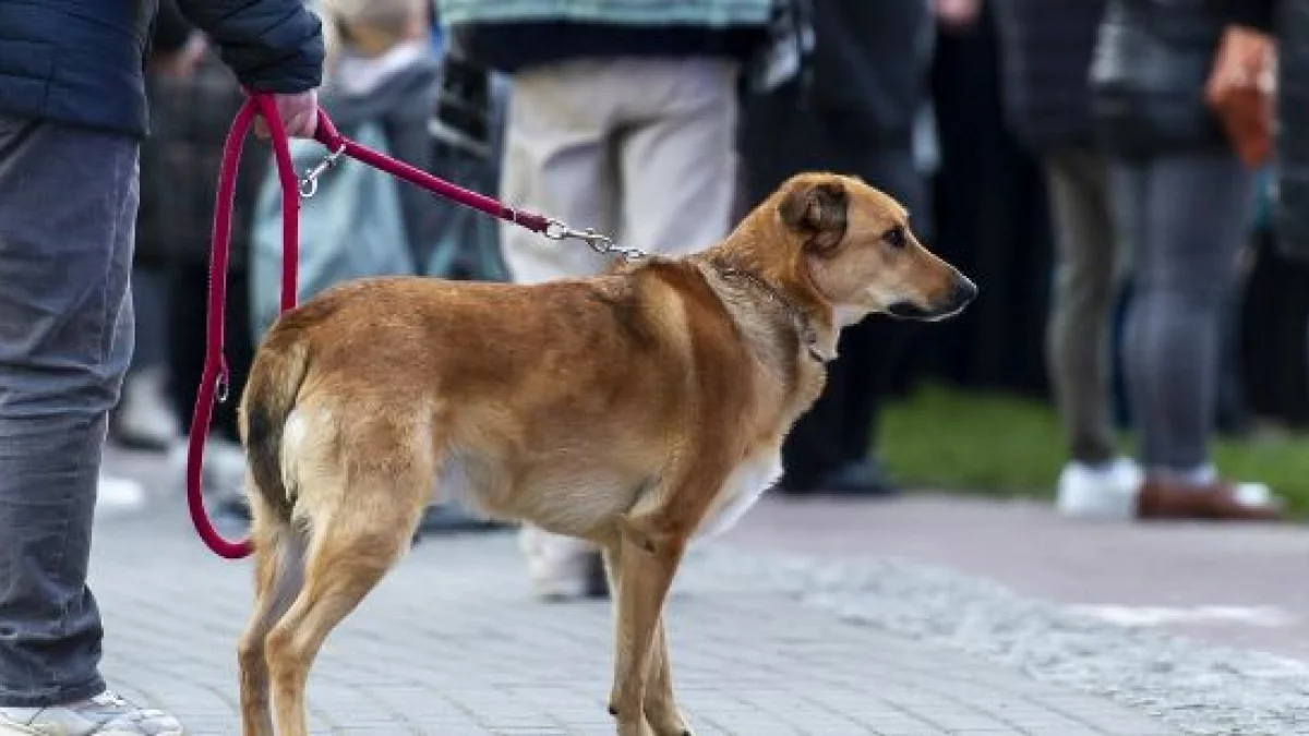 Wjechała na psa na przejściu dla pieszych - Zdjęcie główne