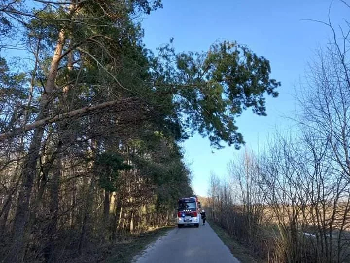 Drzewo było pochylone nad drogą , sytuacja wyglądała groźnie