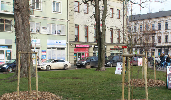 W ostatnich tygodniach w Siedlcach posadzono 107 drzew - Zdjęcie główne