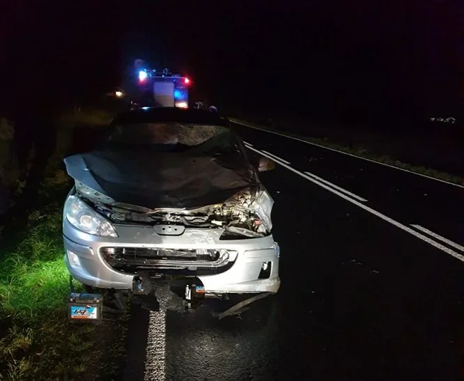 Samochód zderzył się z żubrem tuż obok powiatu siedleckiego - Zdjęcie główne