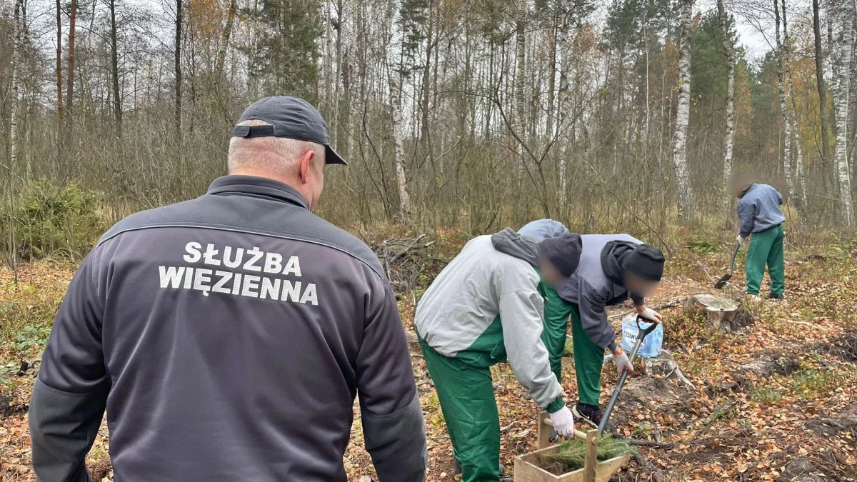 Efekt współpracy ZK Siedlce i Nadleśnictwa Siedlce - Zdjęcie główne