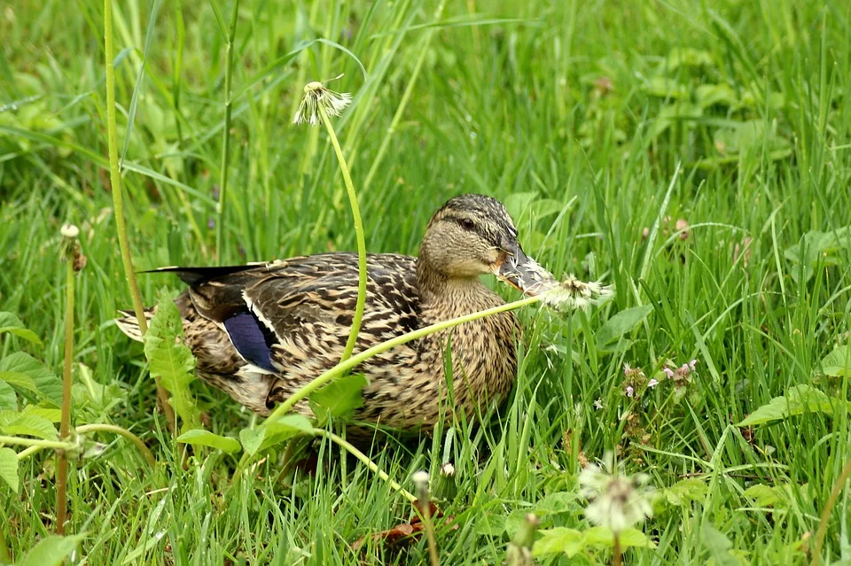 Ostatnie noce z przymrozkami. Prognoza pogody na weekend (27 - 28.04.2024r.) - Zdjęcie główne