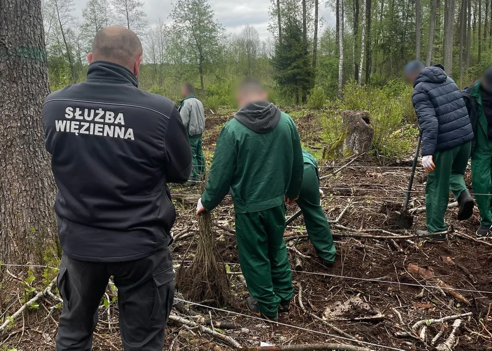 Więcej lasu w Leśnictwie Kotuń dzięki współpracy - Zdjęcie główne