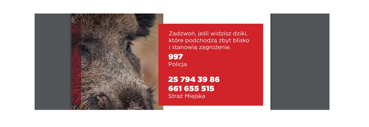 Dziki w mieście. Zadzwoń na straż miejską, jeśli stanowią zagrożenie - Zdjęcie główne