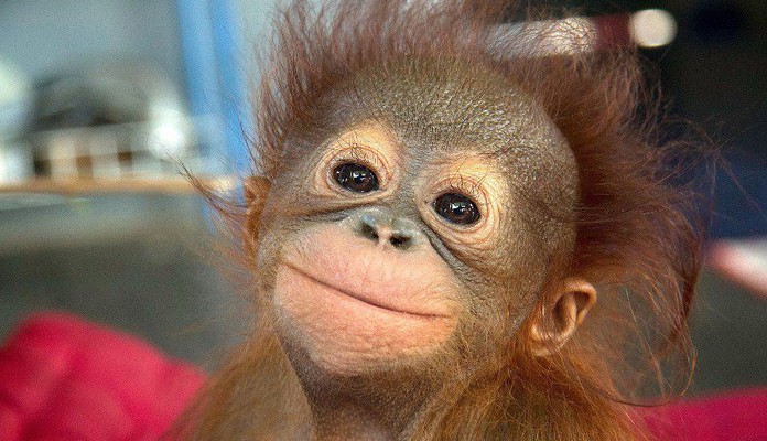 Ginący świat orangutanów: Spotkanie z przyrodą Borneo i Sumatry - Zdjęcie główne