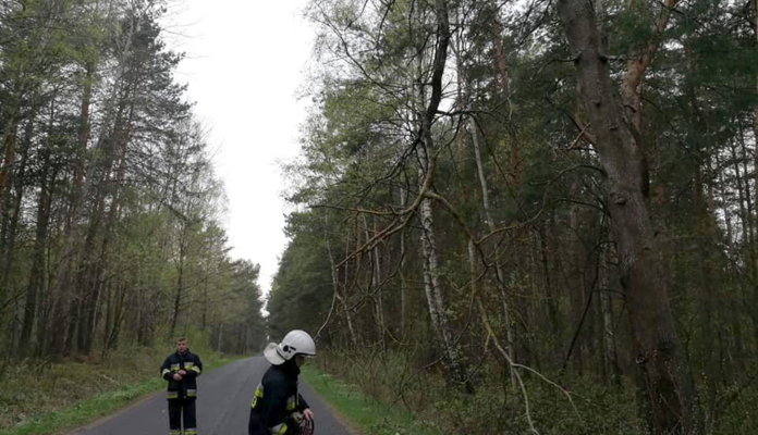 Niebezpieczny konar drzewa zwisał nad jezdnią - Zdjęcie główne