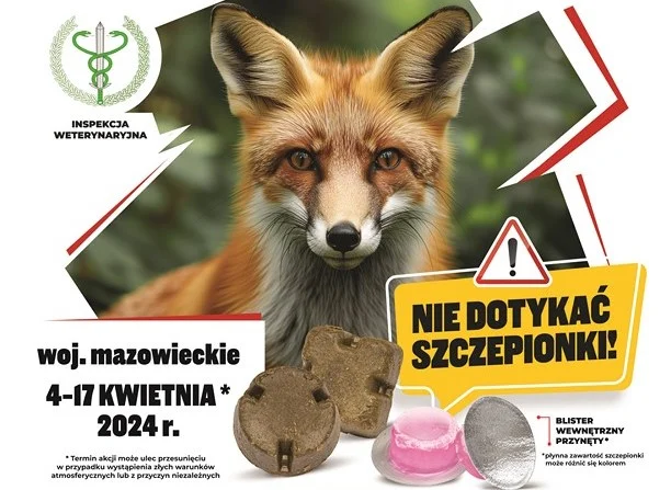 Wiosenna akcja szczepienia lisów na terenie województwa mazowieckiego - Zdjęcie główne