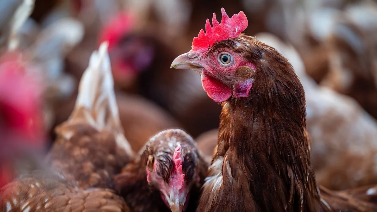 Pomór drobiu w powiecie siedleckim, łosickim i sokołowskim - Zdjęcie główne