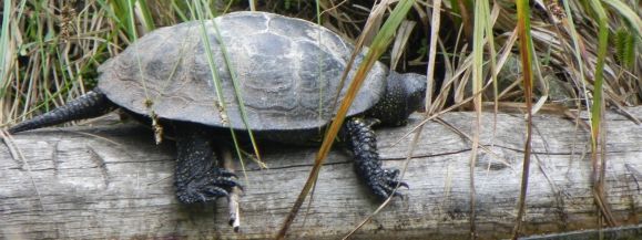 Poleski Park Narodowy zwiedzisz z darmowym przewodnikiem - Zdjęcie główne