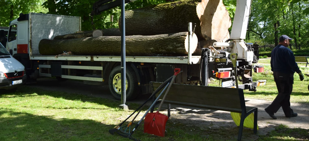 Park Podzamcze: 12 drzew ścięli, ale dużo więcej zasadzą - Zdjęcie główne