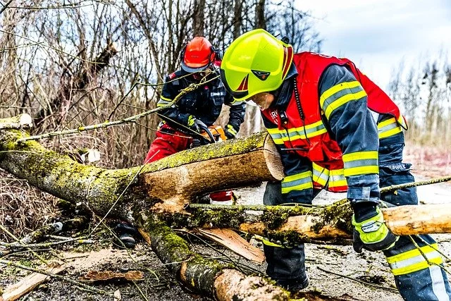 Jawidz: Powalone drzewo na drodze wojewódzkiej  - Zdjęcie główne