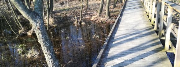 Zakaz wejścia do lasów. Zamknięty Poleski Park Narodowy  - Zdjęcie główne