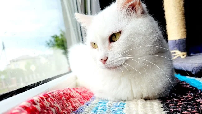 Biała Podlaska : Koty z Kąpielowej proszą o pomoc - Zdjęcie główne