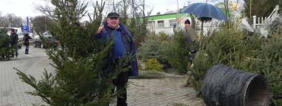 Po ile sprzedają choinki w Łęcznej? [CENY, ZDJĘCIA] - Zdjęcie główne