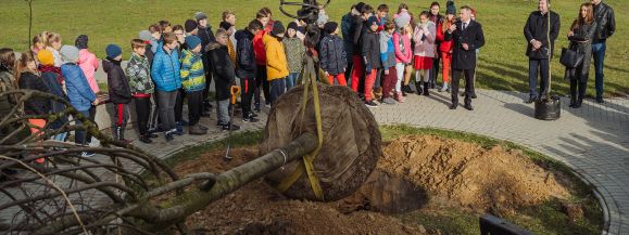  To nie lipa z tymi lipami - Zdjęcie główne