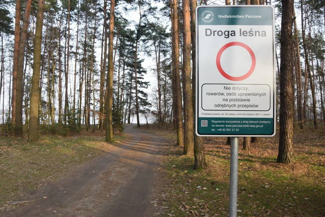 Dlaczego leśnicy zablokowali morsom dostęp do ich ulubionej plaży nad jez. Piaseczno? - Zdjęcie główne