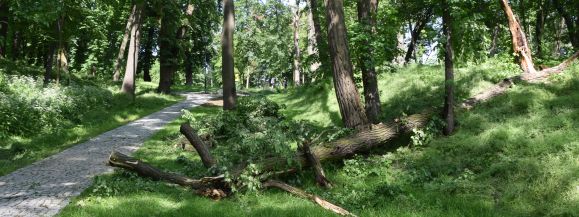Wiatr powalił drzewa w Parku Podzamcze (zdjęcia) - Zdjęcie główne