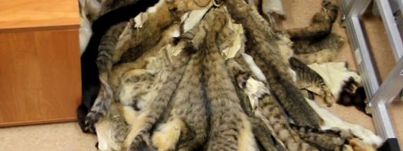 Ludwin: Wyprawione skóry kotów w domu 54-latka (wideo, zdjęcia) - Zdjęcie główne
