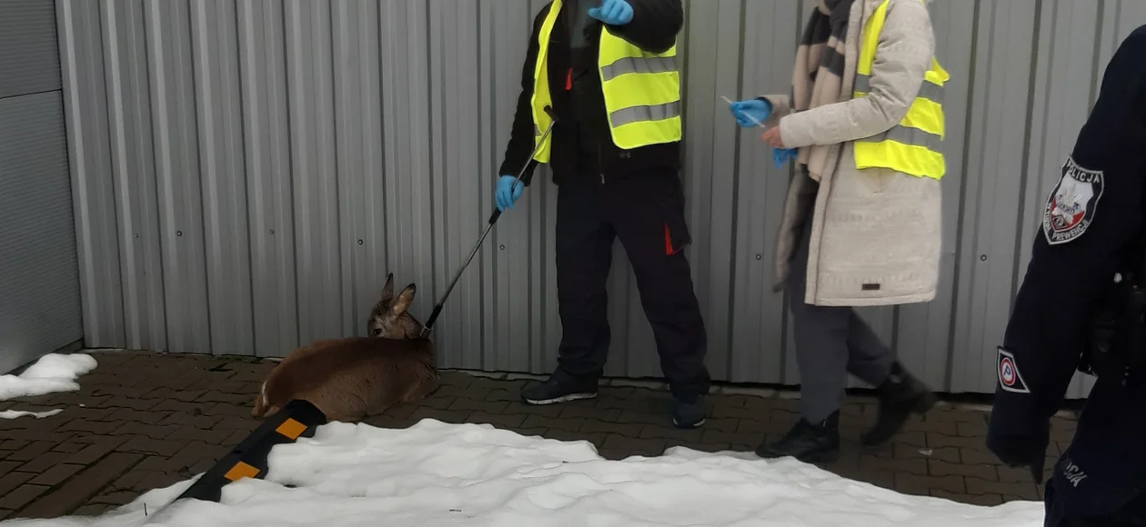 Pomogli zagubionej sarence - Zdjęcie główne