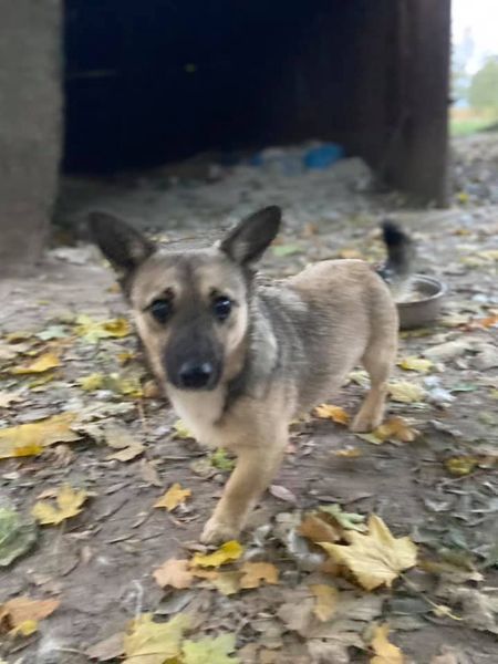  MUSZKA Wiek około 3 lat, waga 7 kg, sunia po zabiegu sterylizacji. Kolejna bida ze stada piesków od #starszapanizpieskami. Była jednym z pupilków babci Teresy. Spokojna sunia, nie wykazuje oznak agresji, jest raczej wycofanym pieskiem, który musi nauczyć się żyć w innym środowisku niż stado psów. Jeśli nie znajdzie domu, czeka ją marny los: wywózka do schroniska lub uśpienie 