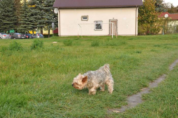  Będzie psistanek, psiakość! - Zdjęcie główne