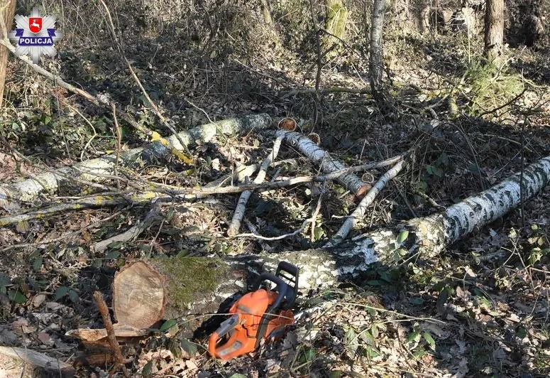 Powiat radzyński : Ścięte drzewo spadło na starszego mężczyznę	 - Zdjęcie główne