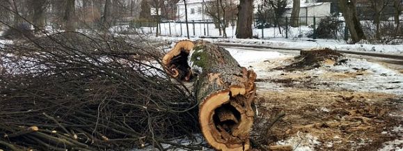 Rewitalizacja parku Podzamcze rozpoczęta - Zdjęcie główne